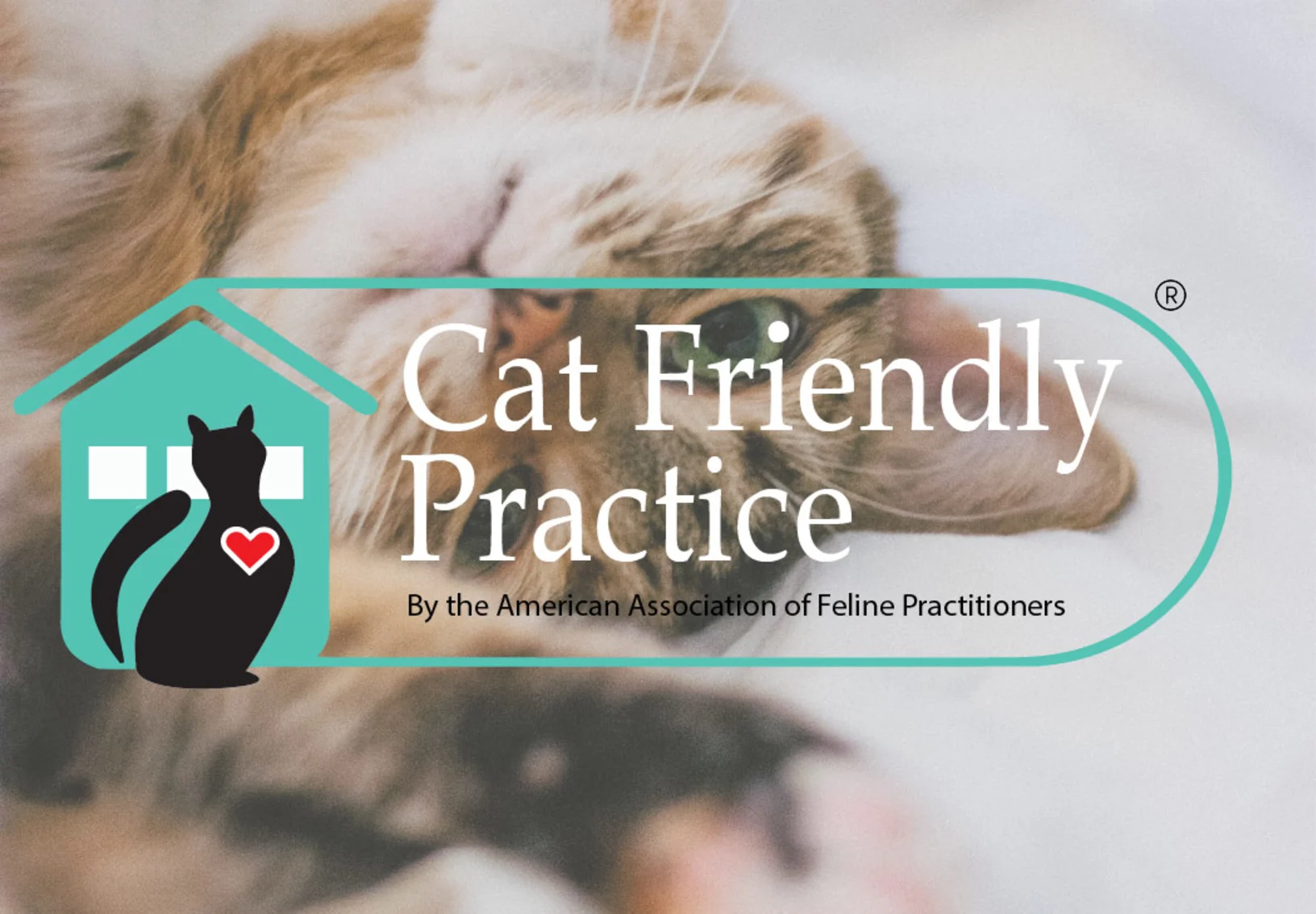 Cat Friendly Practice certified by American Association of Feline Practitioners